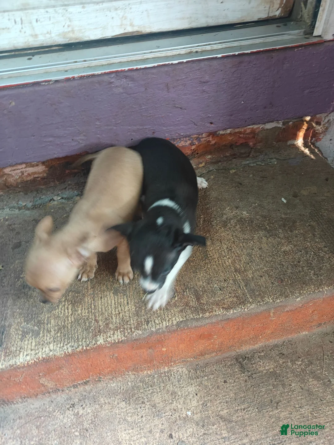 Chihuahua dogs for sale: Chihuahua 2 M - Ad 11