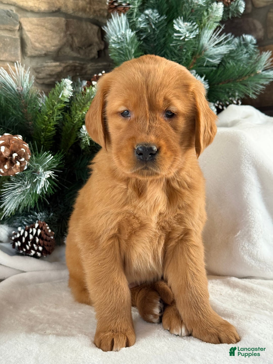 Golden Retriever dogs for sale: Daisy  - Ad 1