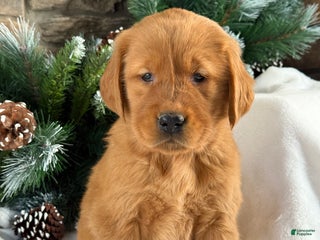 Golden Retriever dogs Daisy - Ad 37