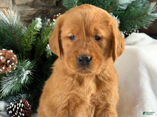 Golden Retriever dogs Daisy - Ad 24
