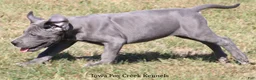 Great Dane dogs for sale: Sophie - Ad 10