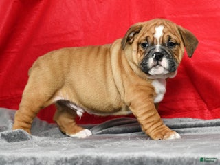 Mixed Breed dogs - Ad 24