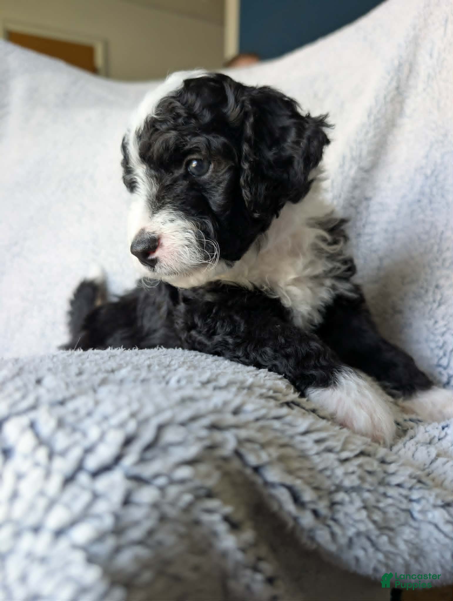 Mixed Breed dogs for sale: Panda  - Ad 4