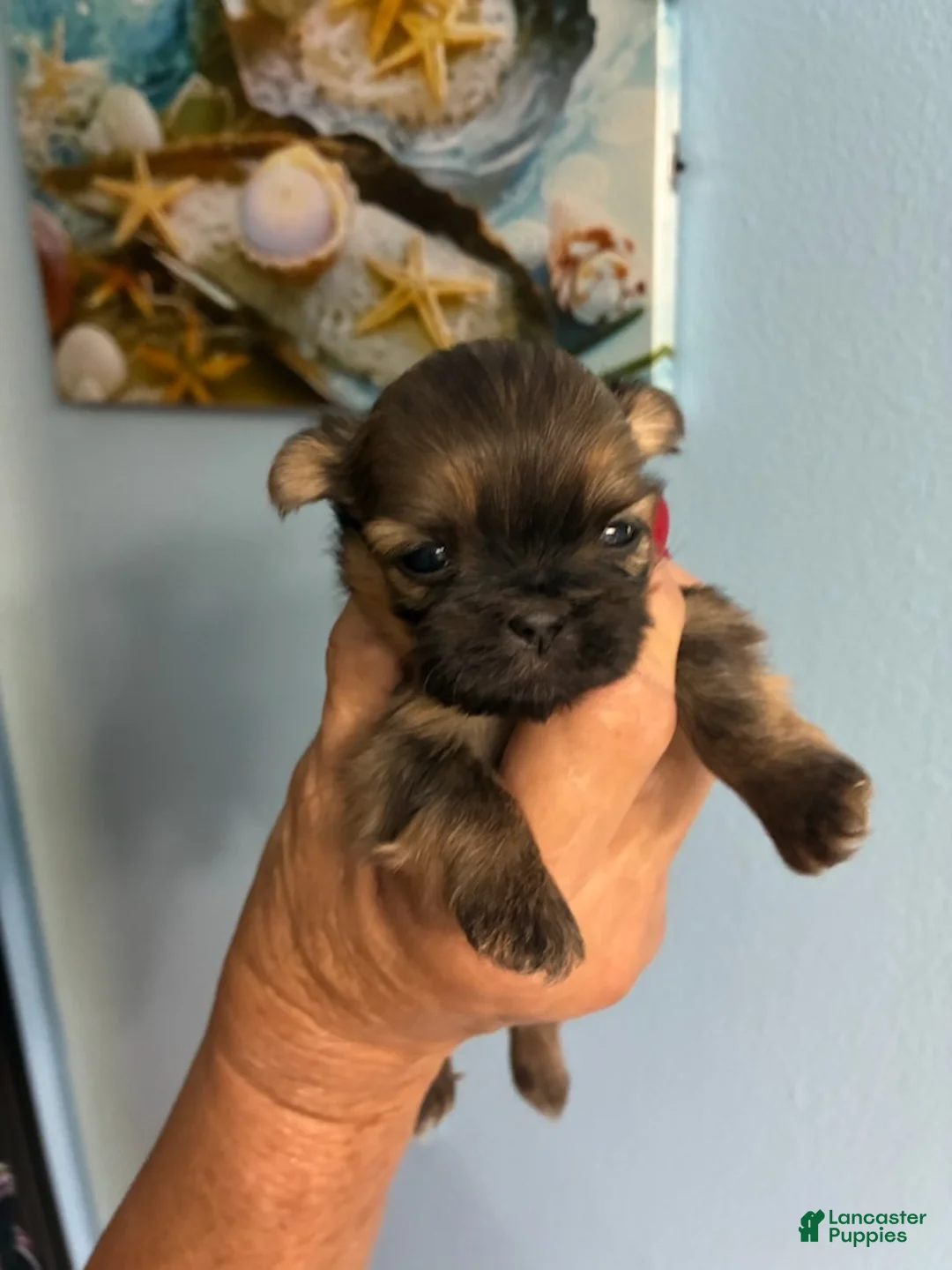 Shih Tzu dogs for sale: Shih Tzu Puppy 2 - Ad 1