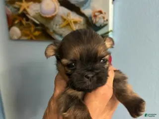 Shih Tzu dogs for sale: Shih Tzu Puppy 2 - Ad 2
