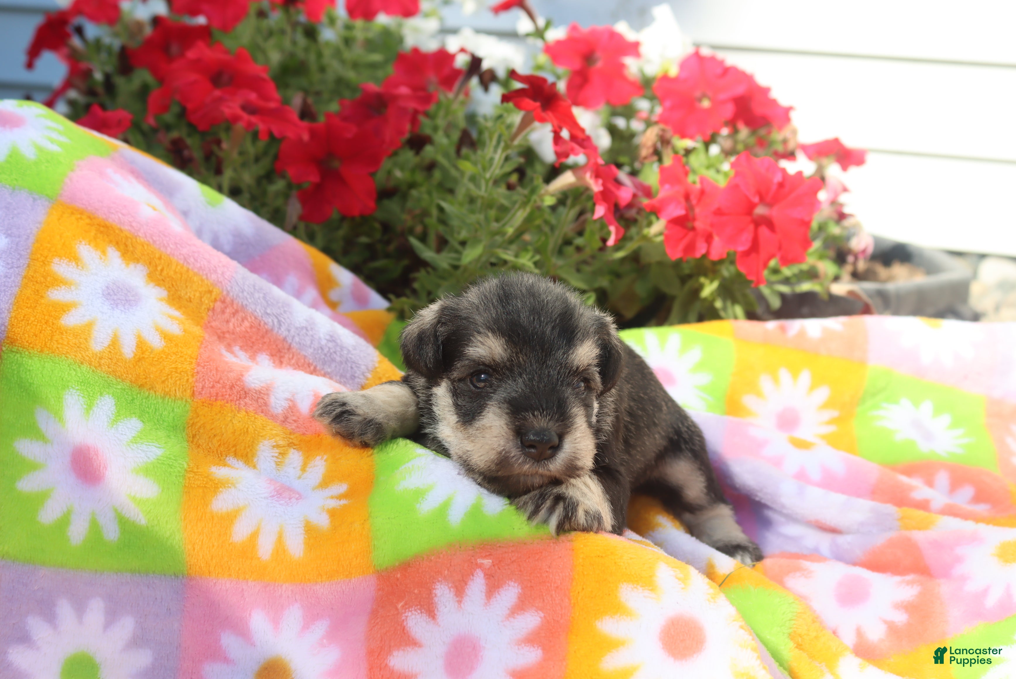 Miniature Schnauzer dogs Lilla - Ad 1