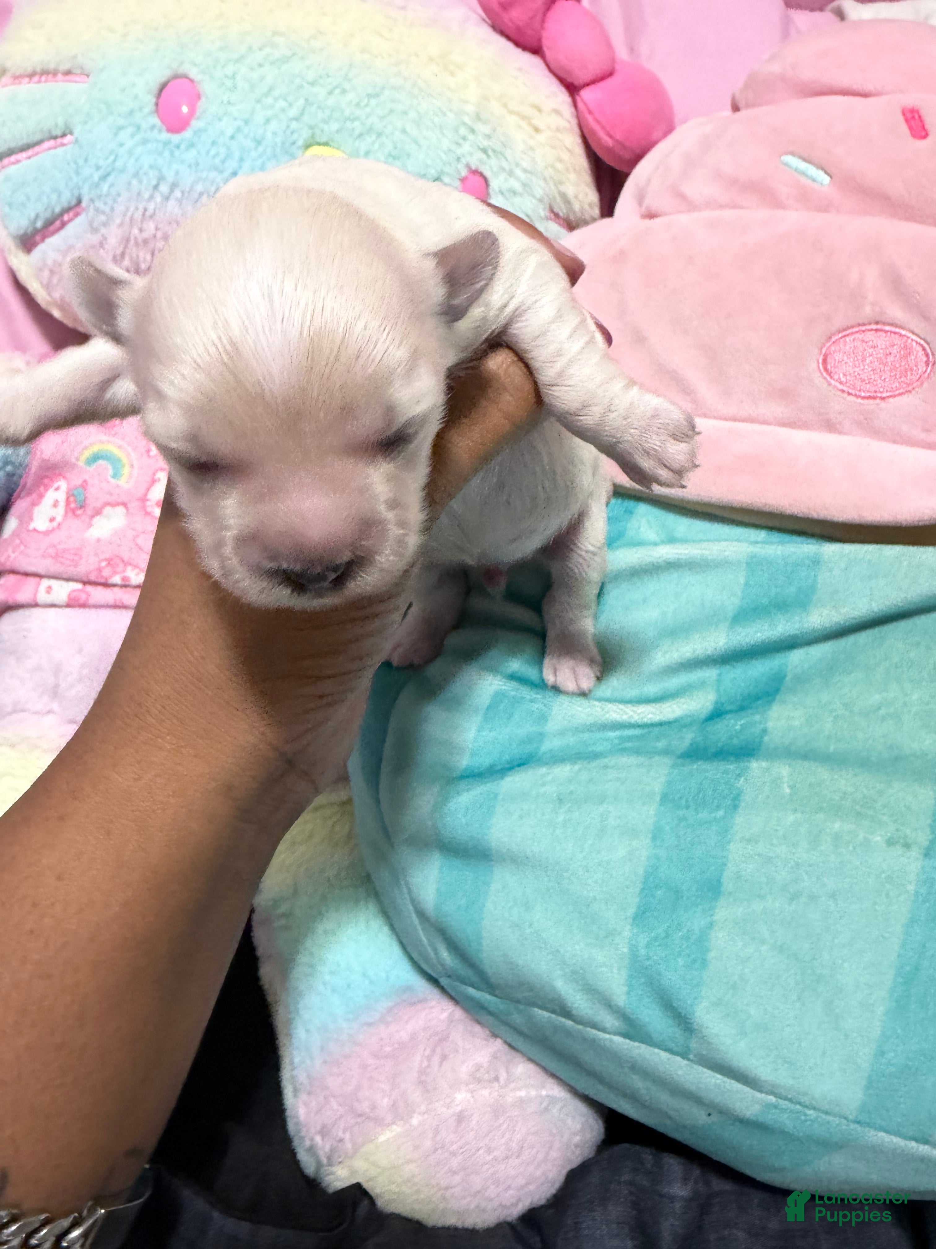 Mixed Breed dogs Mixed Breed 1 - Ad 14
