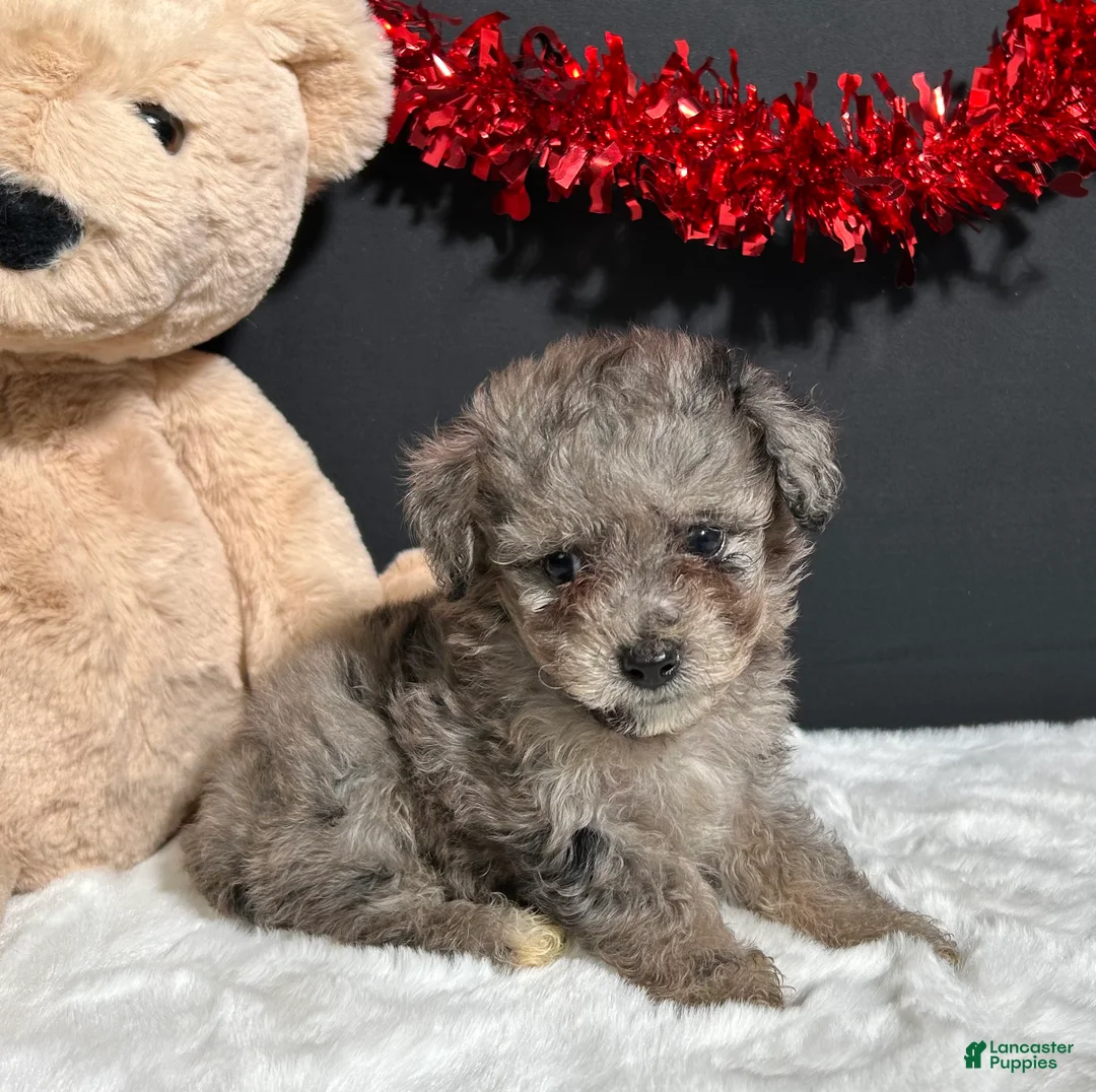 Toy Poodle dogs for sale: Milo - Ad 2