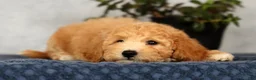Bichpoo dogs for sale: York - Ad 6