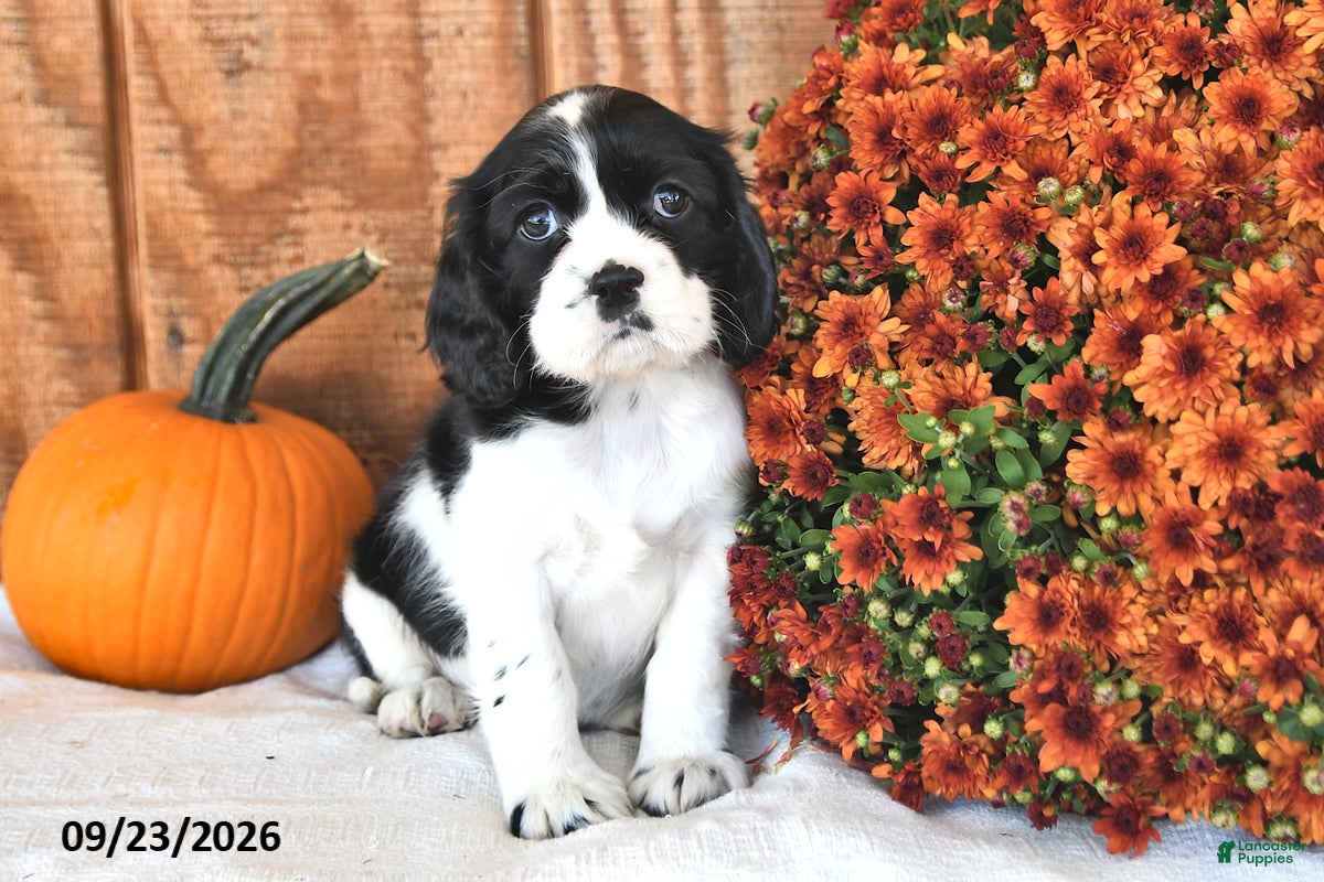English Cocker Spaniel dogs Kenna - Ad 1