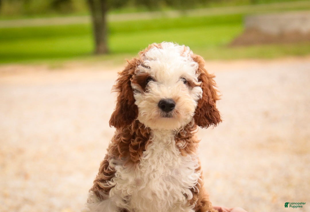 Cavapoo
