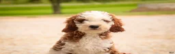 Cavapoo dogs for sale: Larry Cavapoo  - Ad 7