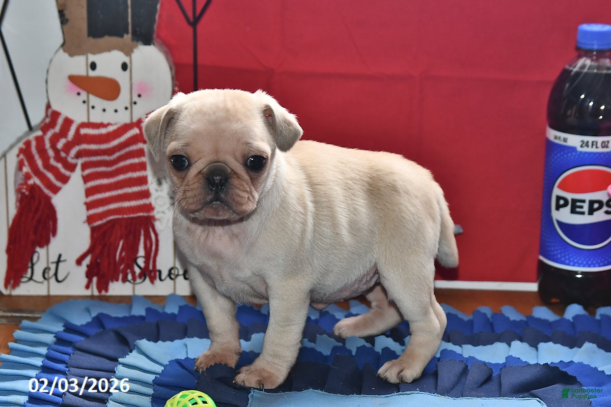 Pug dogs Sweetheart - Ad 20