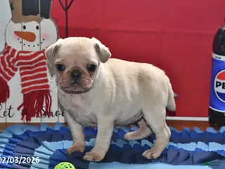 Pug dogs Sweetheart - Ad 20