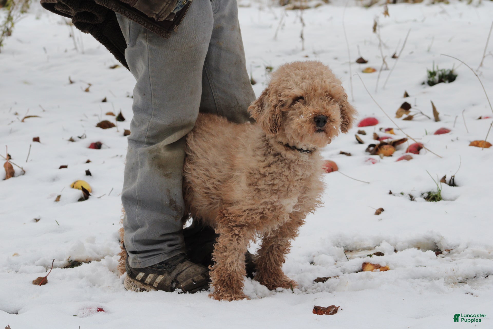 Miniature Poodle dogs Happy - Ad 36