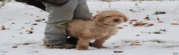 Miniature Poodle dogs for sale: Happy - Ad 1