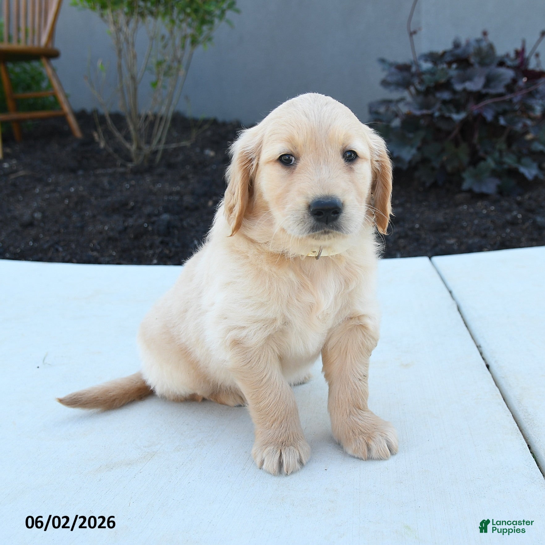 Golden Retriever dogs for sale: Wade - Ad 2