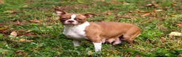 Boston Terrier dogs for sale: Bluey - Ad 7