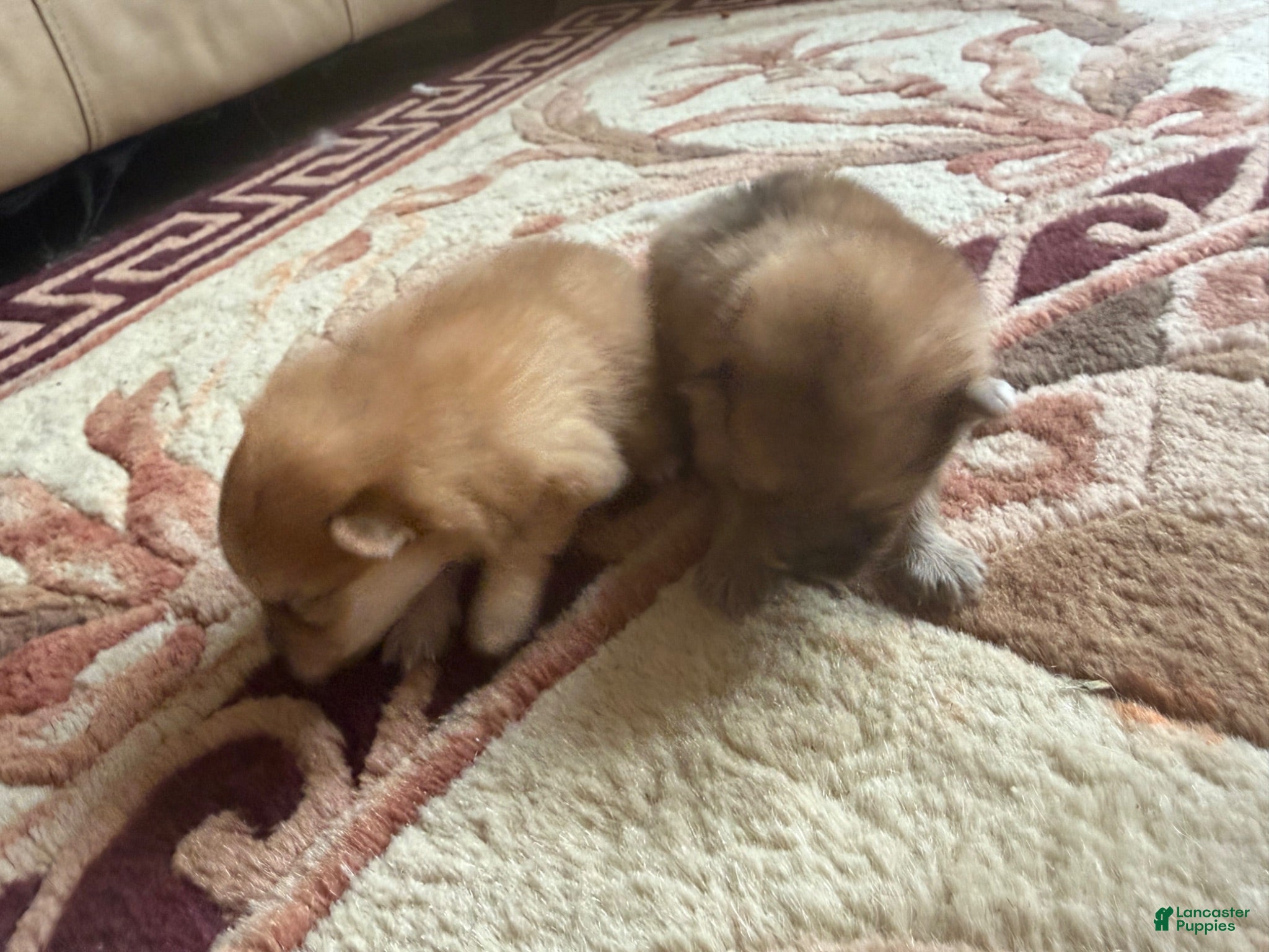 Pomeranian dogs Harlow - Ad 2