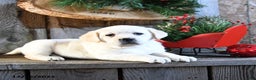 Labrador Retriever dogs for sale: Stacy - Ad 4