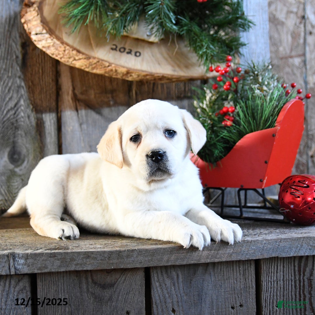 Labrador Retriever dogs for sale: Stacy - Ad 4