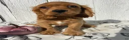 Cocker Spaniel dogs for sale: Peanut - Ad 4