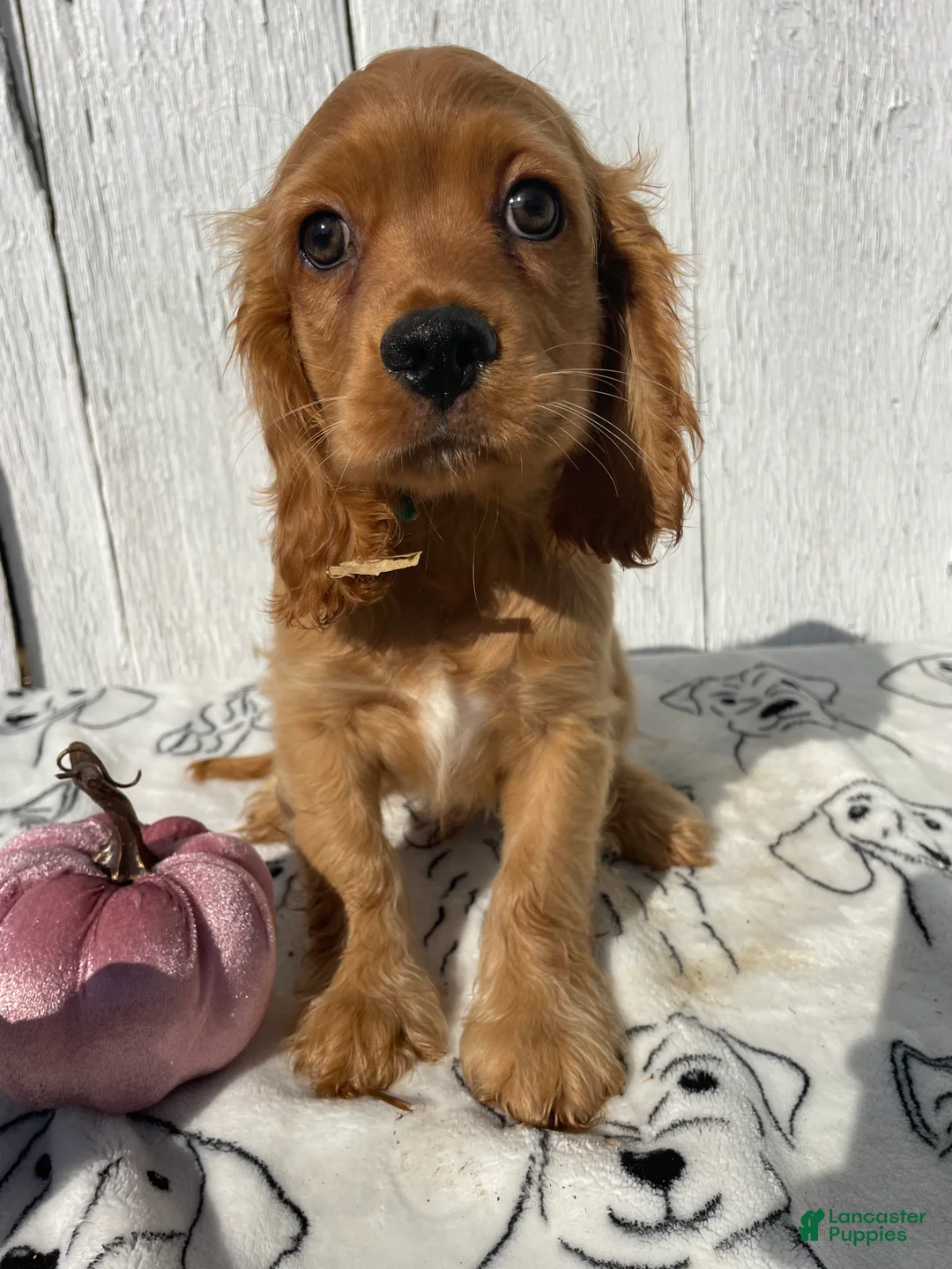 Cocker Spaniel dogs for sale: Peanut - Ad 4