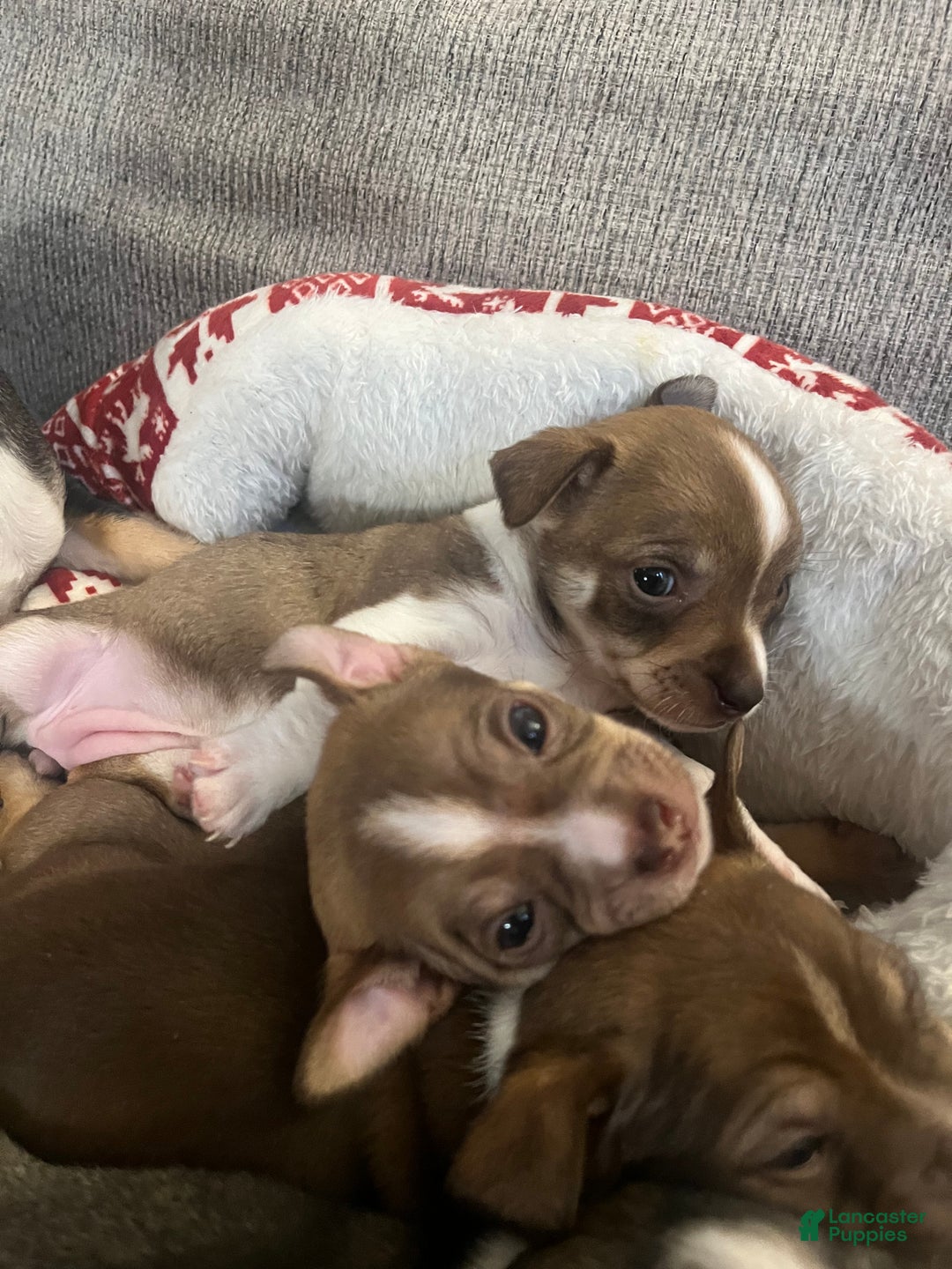 Chihuahua dogs for sale: Chihuahua Puppy 2 - Ad 5