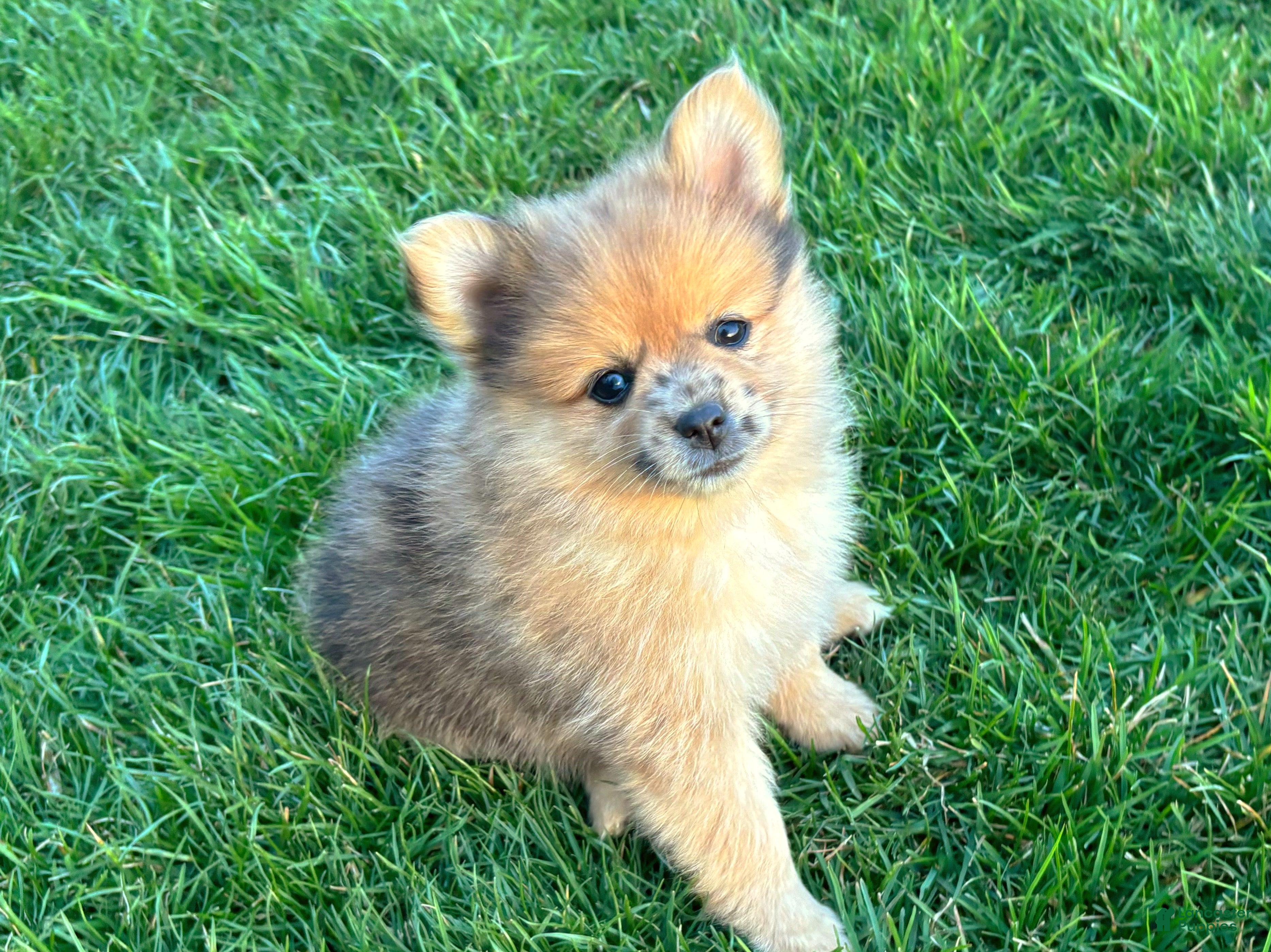 Mixed Breed dogs Mario - Ad 1