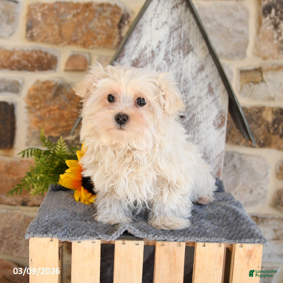 Mixed Breed dogs Leo - Ad 1