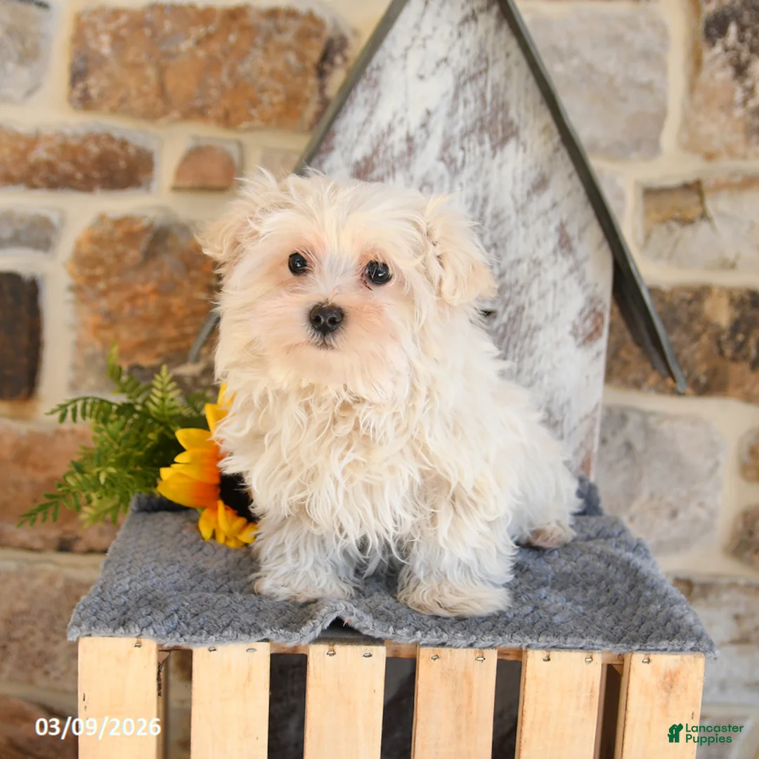 Mixed Breed dogs for sale: Leo - Ad 1