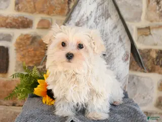 Mixed Breed dogs for sale: Leo - Ad 3