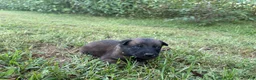 Belgian Malinois dogs for sale: Belgian Malinois 5 - Ad 2