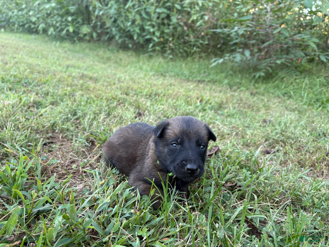 Belgian Malinois dogs for sale: Belgian Malinois 5 - Ad 2