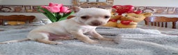Chihuahua dogs for sale: Chihuahua Puppy 2 Brownie - Ad 3
