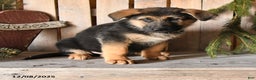 German Shepherd dogs for sale: Sawyer - Ad 2