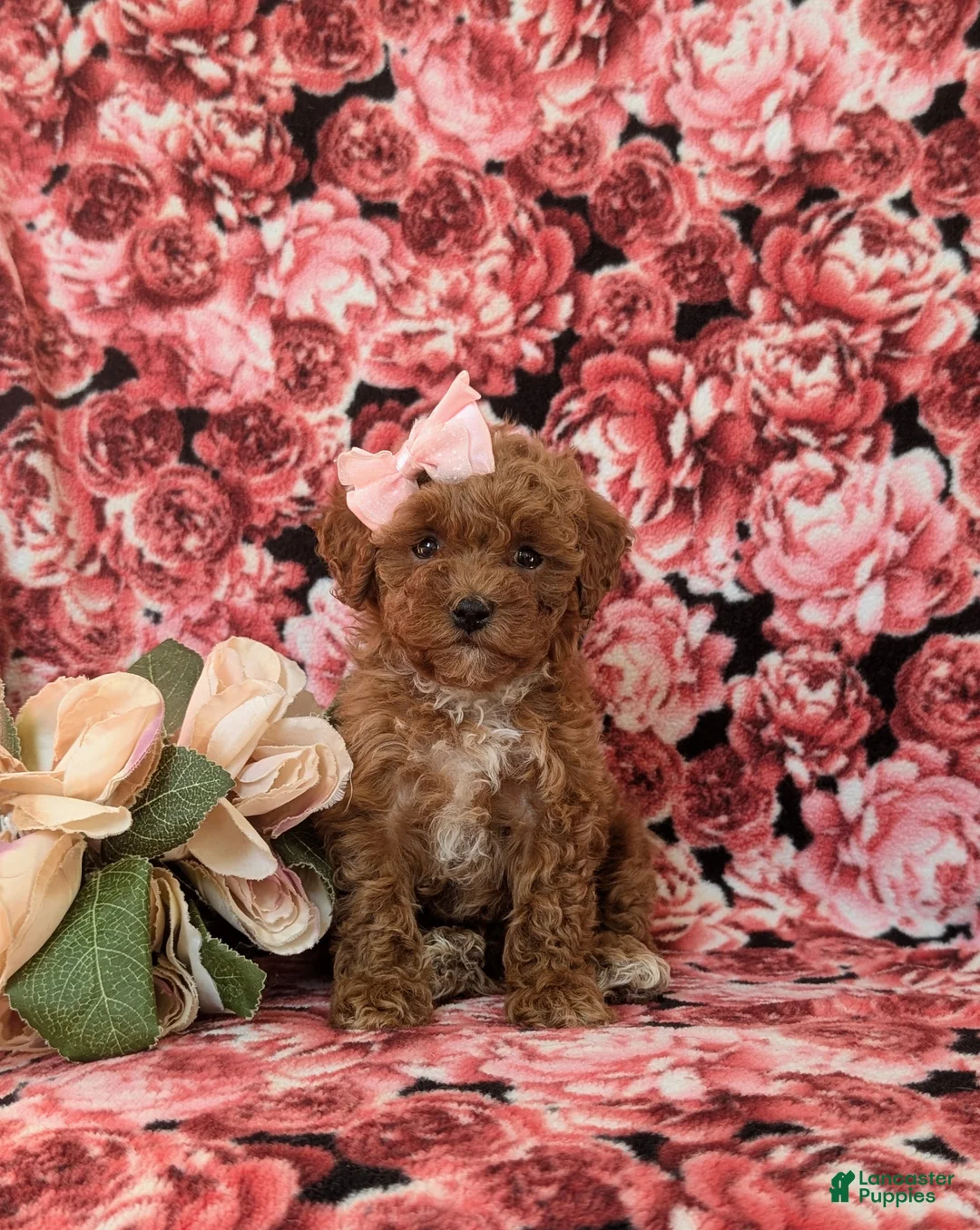 Toy Poodle dogs for sale: Gabrielle 6-7 lbs Full Grown - Ad 2