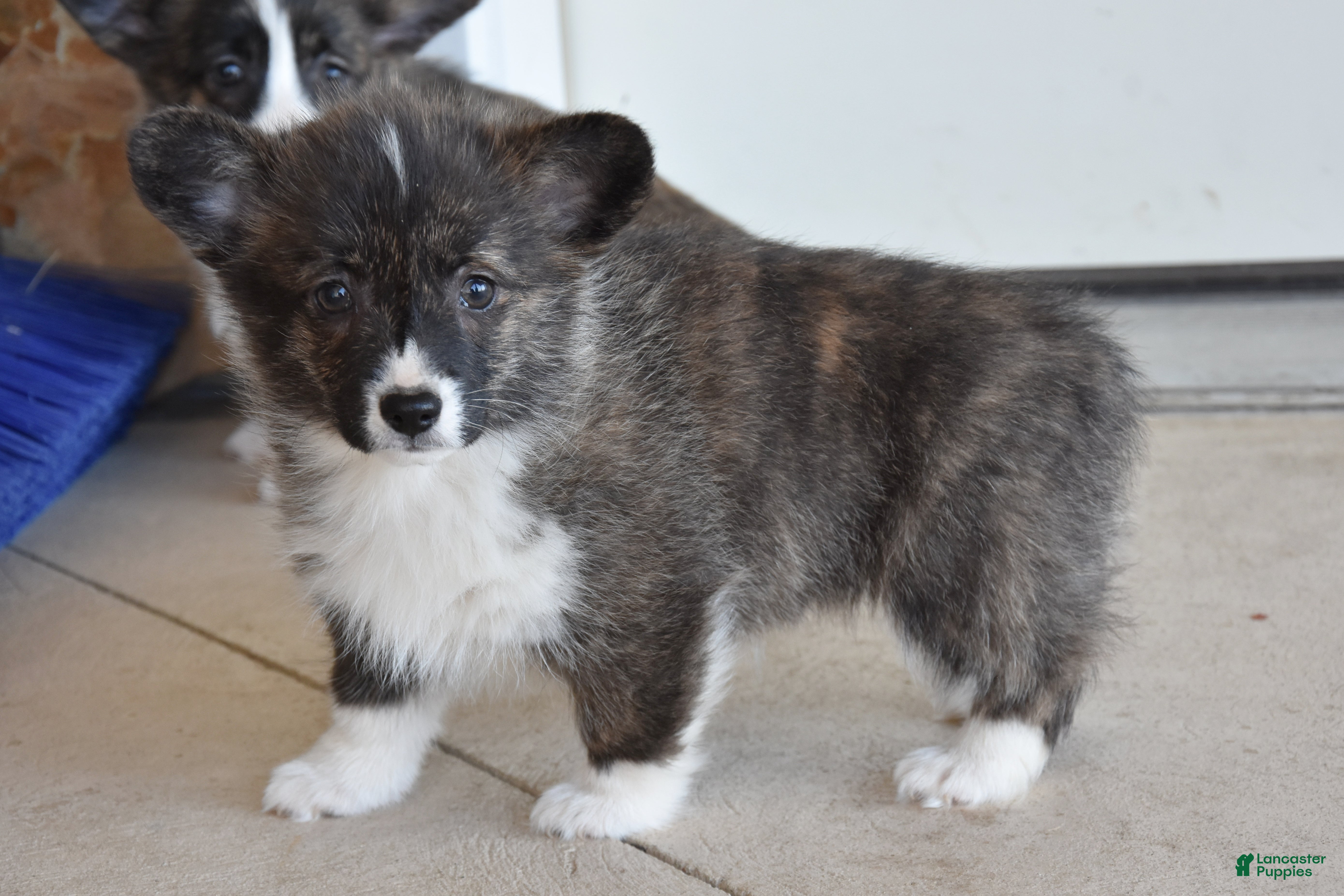 Welsh Corgi Pembroke dogs Stanley - Ad 1