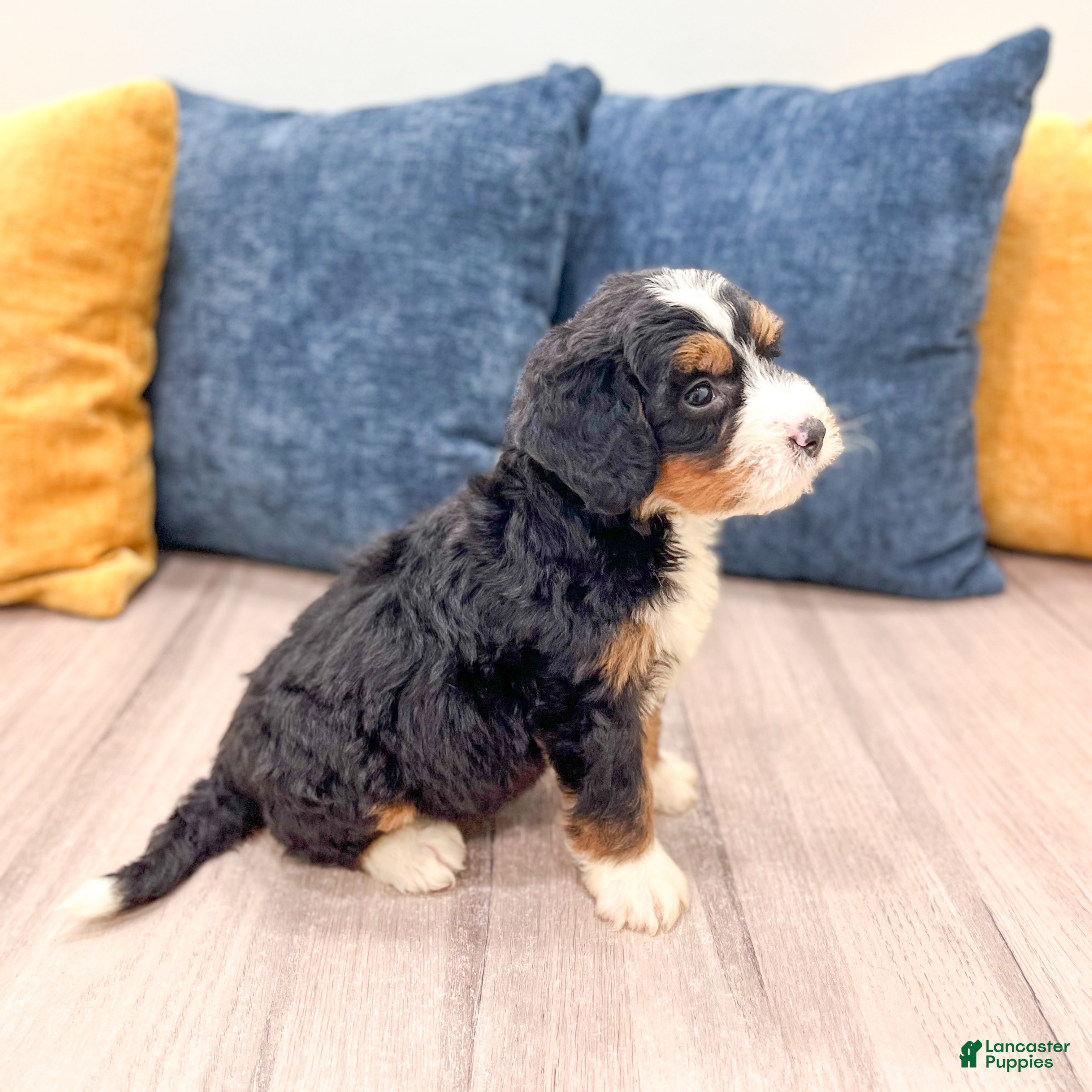 Mini Bernedoodle dogs for sale: Stella - Ad 8