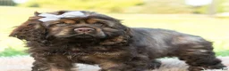 Cocker Spaniel dogs for sale: Morningstar - Ad 4