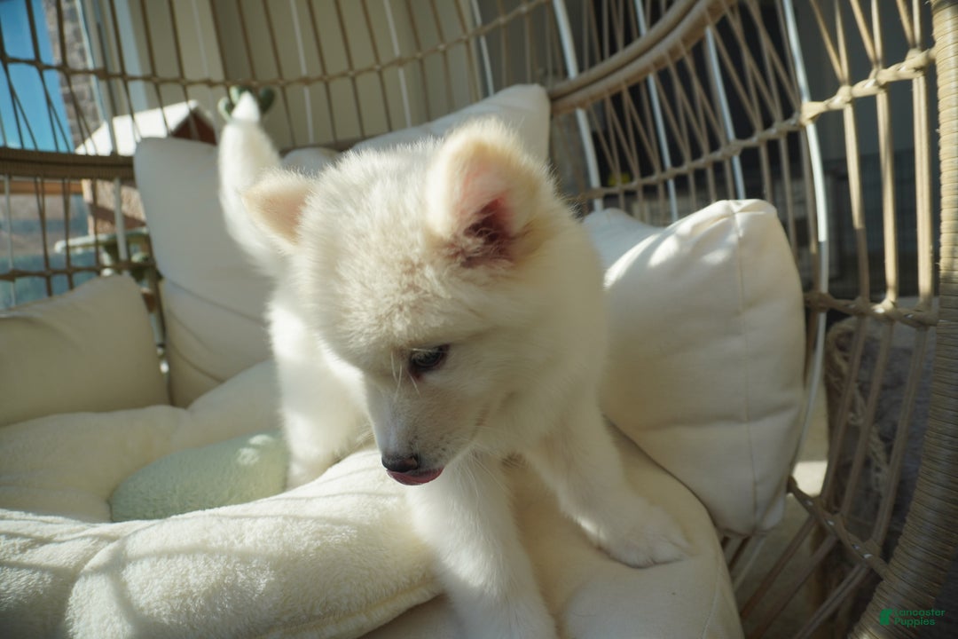 Alaskan Malamute dogs for sale: Xiao Lan - Ad 3