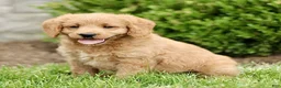 Labradoodle dogs for sale: Sunshine  - Ad 3