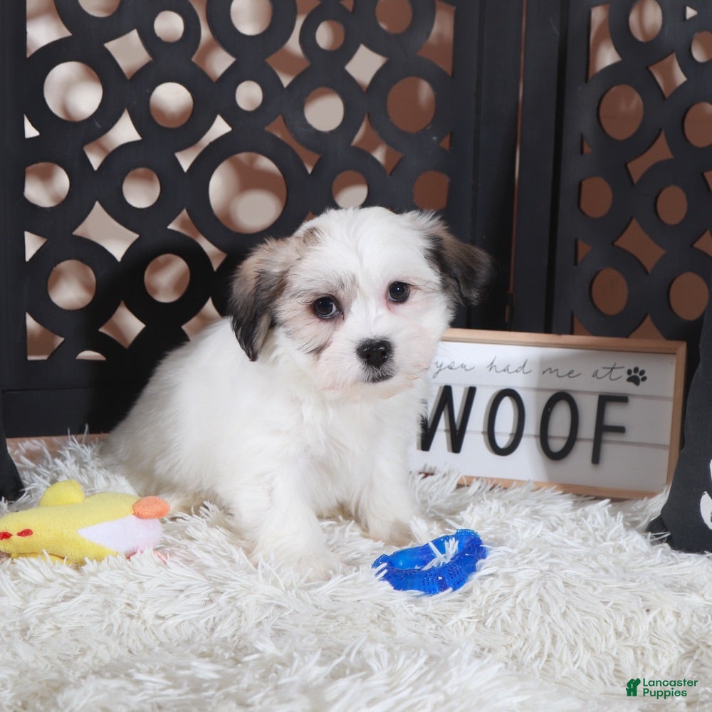 Teddy Bear dogs Bugsy Bouncing Teddy Bear Puppy - Ad 2