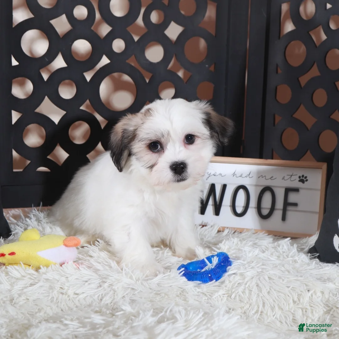 Teddy Bear dogs for sale: Bugsy Bouncing Teddy Bear Puppy - Ad 2