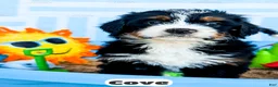 Bernedoodle dogs for sale: Cove - Ad 15