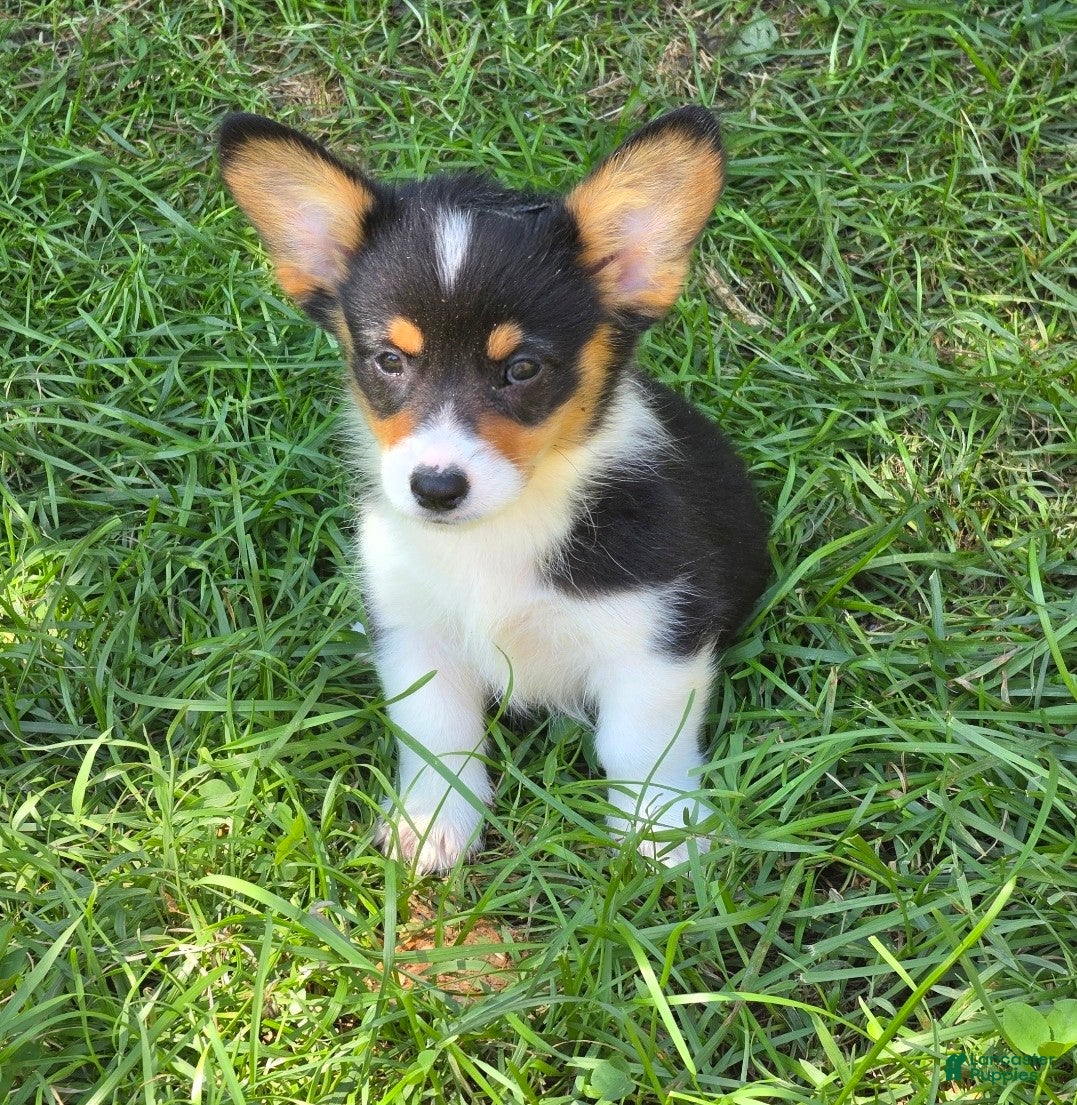 Welsh Corgi Pembroke dogs Brea  - Ad 2