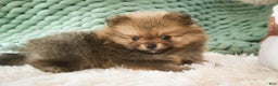 Pomeranian dogs for sale: Mr. Darcy - Ad 2