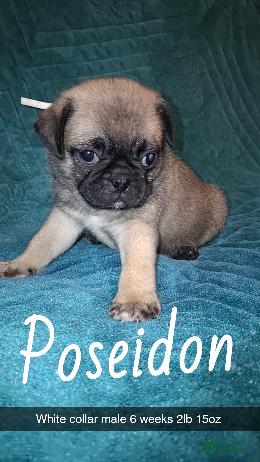 Pug dogs Poseidon  - Ad 1