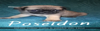 Poseidon 