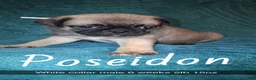 Pug dogs for sale: Poseidon  - Ad 1